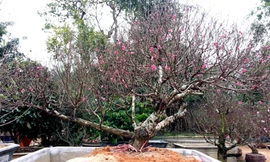 Đào cổ thụ hét giá thuê 30 triệu đồng