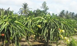 Vườn thanh long đang ra bông ở Trà Vinh. Ảnh: VnExpress