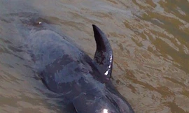 Giải cứu cá voi mắc kẹt ở vùng biển Quảng Bình