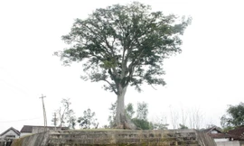 Cây sui 100 tuổi 'có một không hai' ở Nghệ An