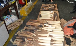 Lô ngà voi trị giá 2,4 tỷ đồng giấu trong thùng hạt điều