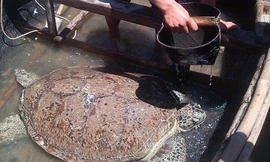 Ngư dân Thanh Hóa thả rùa quý hiếm về biển