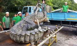 Bắt được cá sấu dài 4,6m ở Brunei