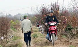 Để có tiền chi tiêu Tết, dân bất động sản đi làm xe ôm chở đào quất thuê.