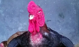 Cận cảnh gà Đông Tảo trả giá 30 triệu đồng không bán