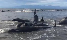 Xác cá voi mắc cạn trên bờ biển Farewell Spit.