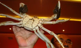 Sốc: Cặp cua ‘vua và hoàng hậu’ được bán đấu giá gần 3 tỷ đồng