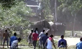 Người dân xua đuổi đàn voi lớn khỏi làng.