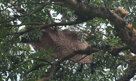 Một phụ nữ bị ong ở Công viên Quốc gia Ang Mo Kio Garden West đốt nghiêm trọng. Ảnh: Shin Min Daily News