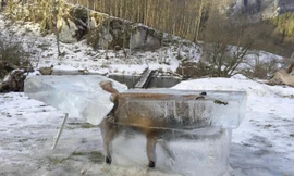 Con cáo đông thành đá.