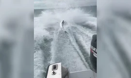 Kéo lê cá mập trên biển, ba thanh niên lãnh kết đắng