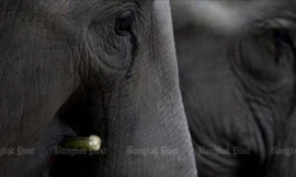 “Chạm trán” đàn voi hoang dã trong khu bảo tồn, người phụ nữ chết thảm