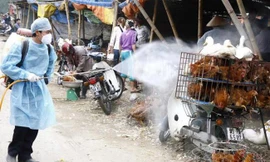 Nguy cơ lây lan dịch cúm gia cầm thời gian tới là rất cao