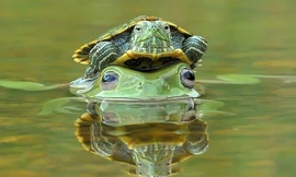 Dù tốc độ bơi dưới nước không chậm như đi bộ trên cạn, con rùa này vẫn thích được ếch xanh cõng qua sông ở Padang, Indonesia. Ảnh: Riau Images