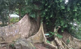 Kỳ lạ cổ thụ hàng trăm tuổi bên dấu chân hổ giữa làng