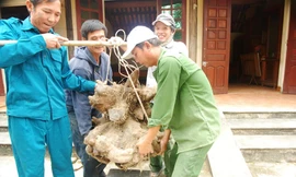 Phải 4 người nâng mới đưa được củ khoai vạc rồng “khủng” này lên cân.