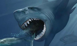 Cá mập lớn nhất thế giới Carcharocles megalodon.