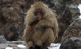 Khỉ tuyết Nhật Bản. Ảnh: Reuters