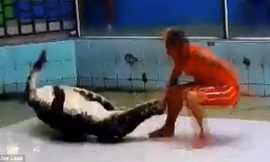 Cá sấu ngậm chặt tay và cố làm hại vị huấn luyện viên.