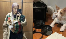 Netizen muốn xỉu khi nhìn vào kho đồ hiệu của chó cưng nhà Rosé: Giàu vậy ai chơi lại