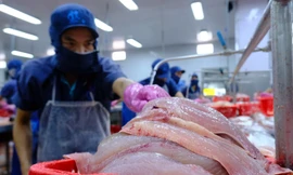 Con cá tỷ USD của Việt Nam đón thêm nhiều tin vui từ Mỹ