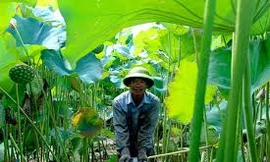 Vựa sen lớn nhất miền Bắc nằm ở đâu?