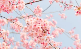 Chìm đắm trong sắc hoa anh đào từ Á qua Âu