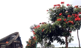 Thế giới cấm, Lâm Đồng trồng vô tư