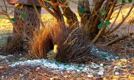  Chim bowerbird còn được biết đến với tên gọi khác là chim xanh, chim phòng the