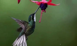 Chúng là loài chim duy nhất có thể bay lùi do cánh của chúng có thể hoạt động tự do theo chiều hướng của vai.