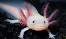 1001 thắc mắc: Loài kỳ nhông nào có thể tái phục hồi cả trái tim và bộ não?