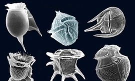 Những loại chất độc khủng khiếp nào mà con người khó tưởng tượng nổi?