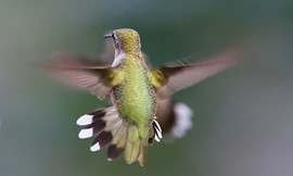 1001 thắc mắc: Loài chim nào có thể bay lùi, được mệnh danh là ‘phi cơ thần tốc’?