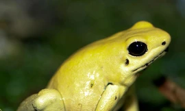  Ếch phi tiêu vàng 'hạ sát' hàng chục người trong chớp mắt, nọc độc lấy từ đâu?