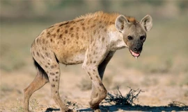 Linh cẩu có lẽ là một trong những loài động vật bị ghét nhất trên thế giới bởi chúng thực chất là một loài động vật máu lạnh và tàn nhẫn vô cùng. Nguồn: Africa Geographic.