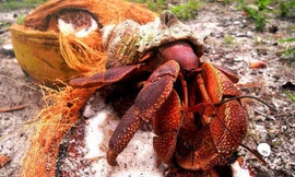 1001 thắc mắc: Vì sao gọi cua dừa là kẻ thống trị của 'Hòn đảo sợ hãi'?