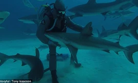 1001 thắc mắc: Cá mập đẻ trứng hay đẻ con?