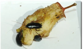 1001 thắc mắc: Vì sao gián chết lại nằm ngửa?