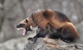 1001 thắc mắc: Những động vật nào rất dễ nổi cáu, nóng tính như... Trương Phi?