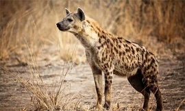 Linh cẩu có chỉ số IQ cao hơn cả tinh tinh?