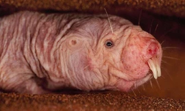 Chuột chũi không lông sở hữu nhiều khả năng khiến con người kinh ngạc.