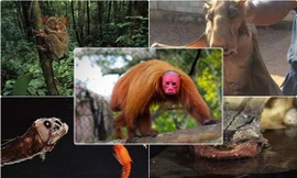 1001 thắc mắc: Hết hồn với những sinh vật kinh dị nhất thế giới