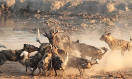 Loài chó hoang châu Phi. (Ảnh: NextHoliday)