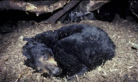 1001 thắc mắc: Gấu đi vệ sinh thế nào khi ngủ đông tới vài tháng?