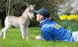 1001 thắc mắc: Loài ngựa nhỏ nhất thế giới sống ở đâu?