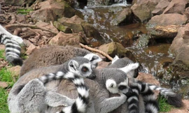 1001 thắc mắc: Vượn cáo đuôi vòng tiết mùi thơm để thu hút bạn tình?