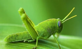 Châu chấu có thể đánh hơi được bom?