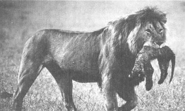 1001 thắc mắc: Vì sao sư tử mẹ ăn thịt con mình?