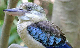 1001 thắc mắc: Loài chim nào hót như tiếng người cười?