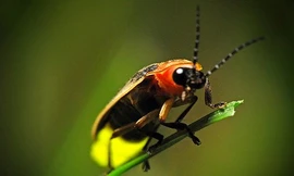 1001 thắc mắc: Có phải Đom đóm phát sáng để thu hút 'bạn tình'?